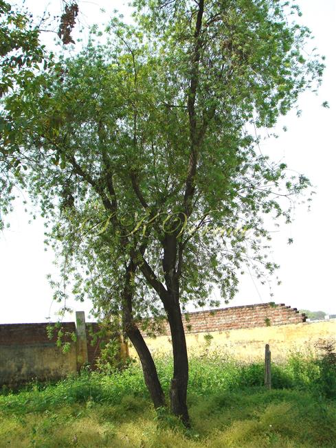 Plant